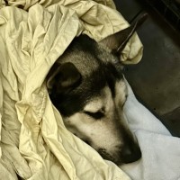 Photo of Chase