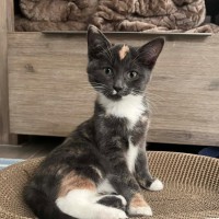 Photo of Stella