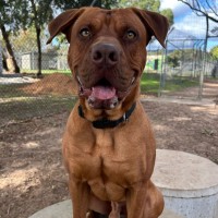 Photo of Koda