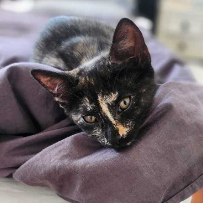 Photo of Houdini