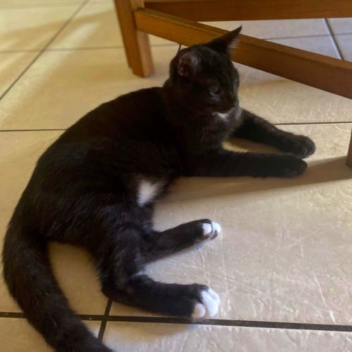 Kovu - Domestic Short Hair Cat