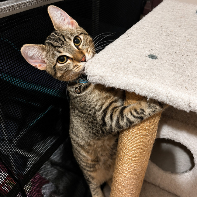 Photo of Biscuit