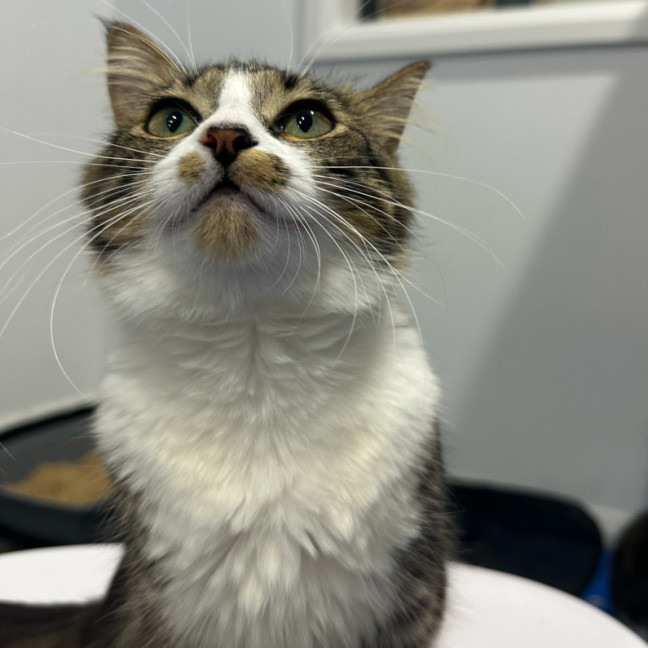 Photo of Mira 🌷🌺