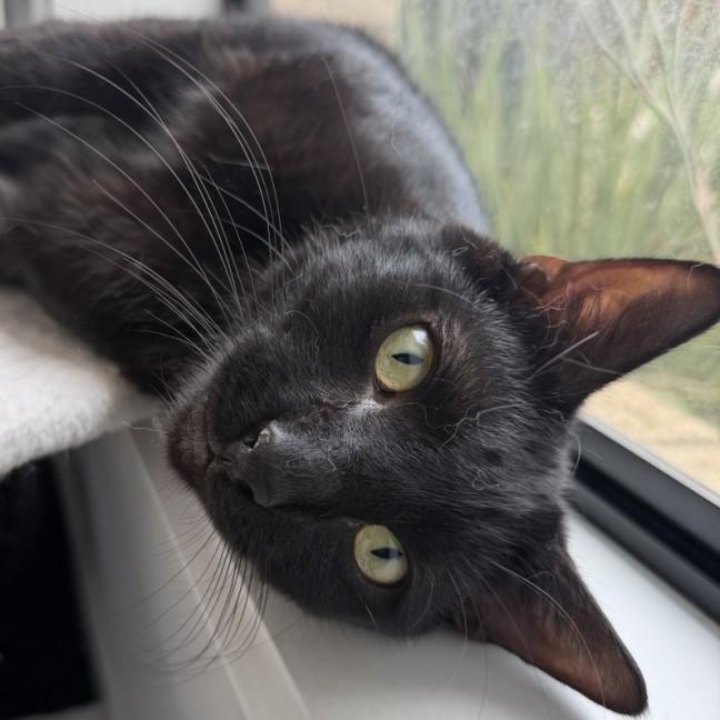 Photo of Hugo