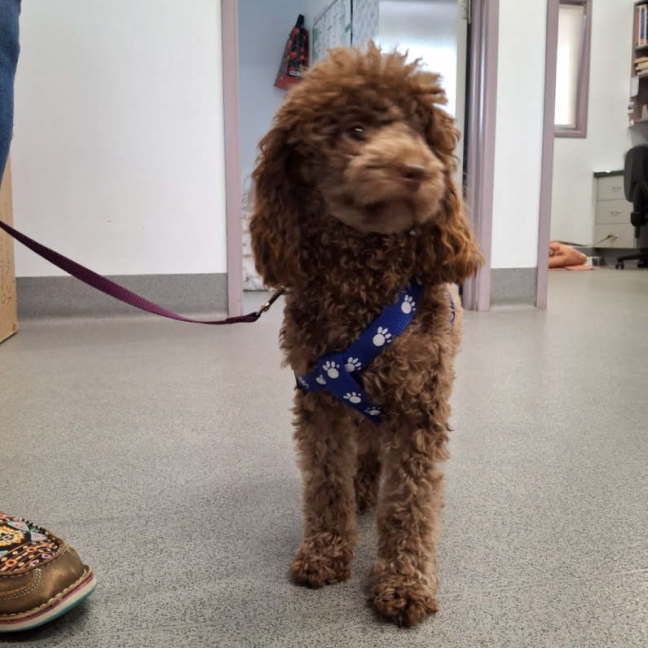 Photo of Tootsie