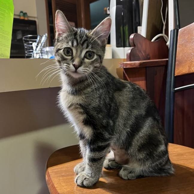 Photo of Lily**2nd Chance Cat Rescue**