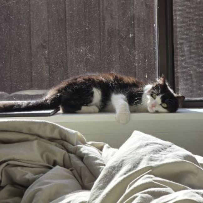 Photo of Puffin