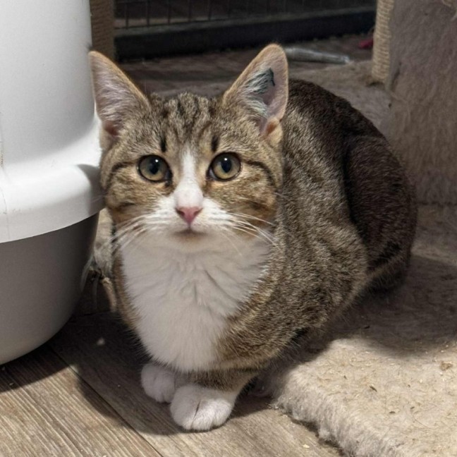 Photo of Emily **2nd Chance Cat Rescue**