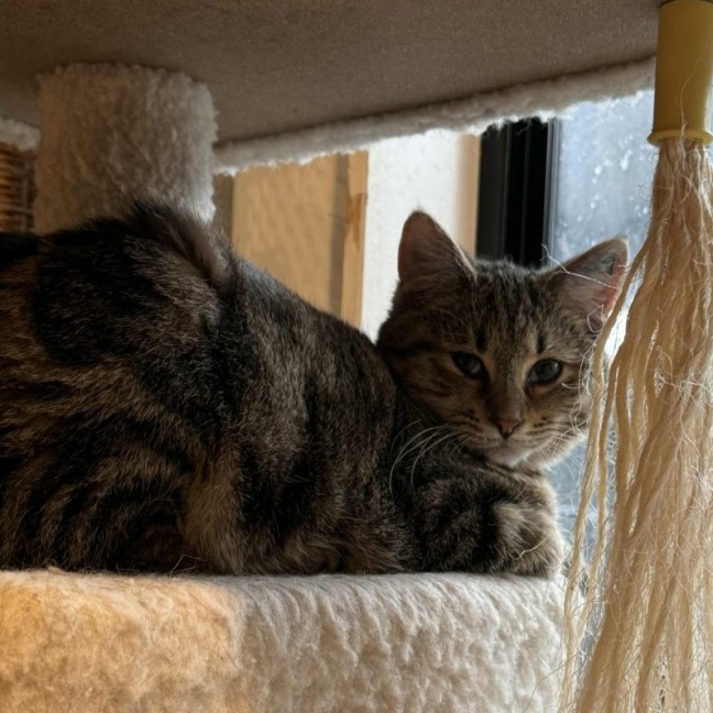 Photo of Ben **2nd Chance Cat Rescue**