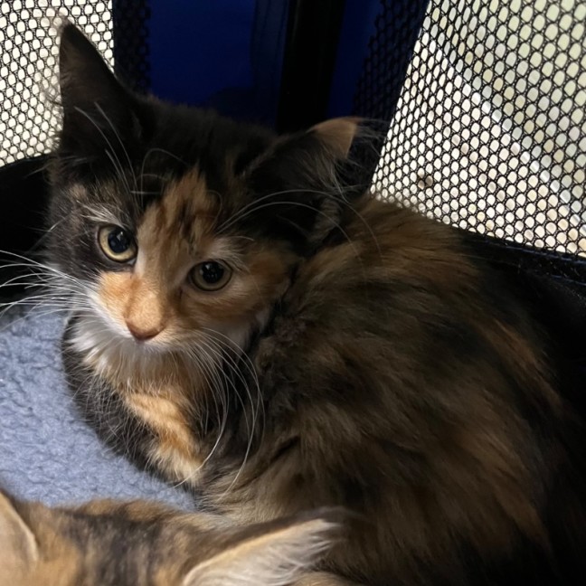 Photo of Nanette Manoir