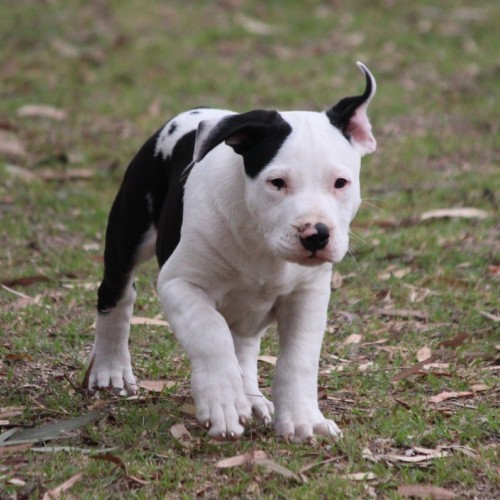 Peal - Bull Arab x Boxer Dog