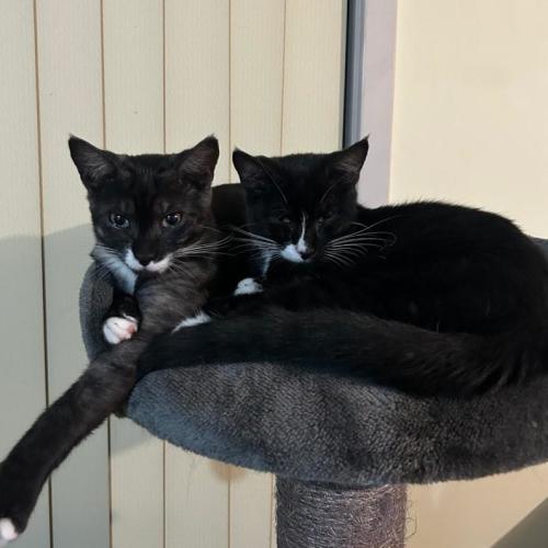 Socks and Mittens - Domestic Short Hair (DSH) Cat