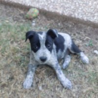 Photo of Juno