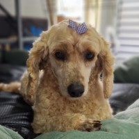 Photo of Dolly