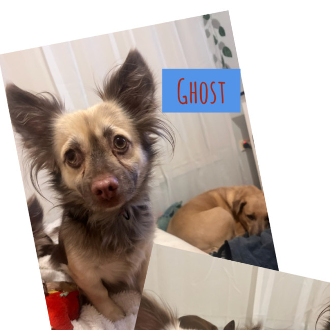 Photo of Ghost & Pippa