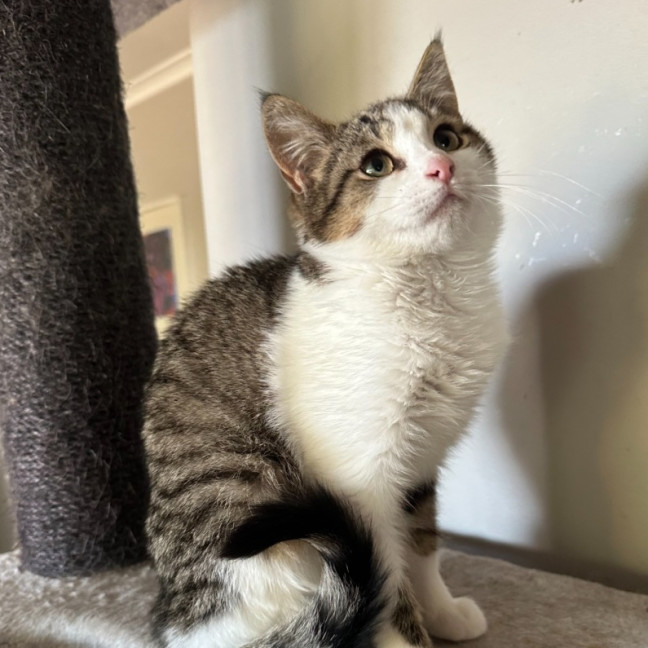 Photo of Gherkin **2nd Chance Cat Rescue**