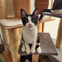 Photo of Tillie