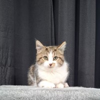 Photo of Sadie