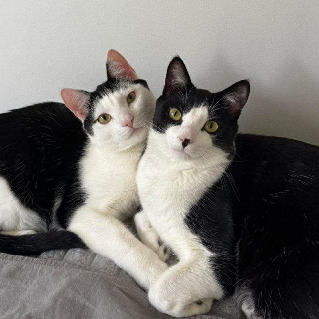 Photo of Leo & Mighalo