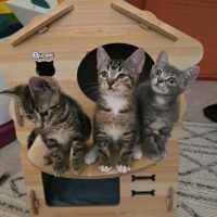 Photo of 💜 Maple 💜