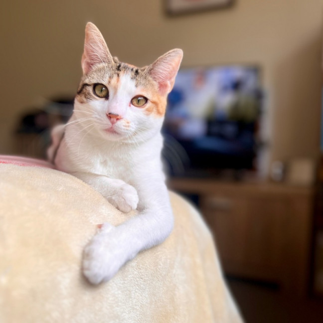 Photo of Ginger
