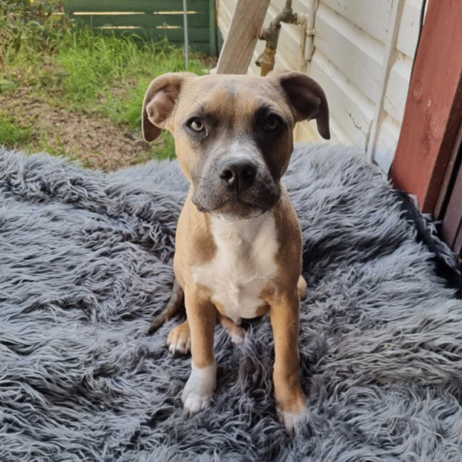 Photo of Thumper & Bambi 