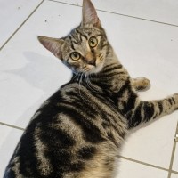Photo of Gypsy