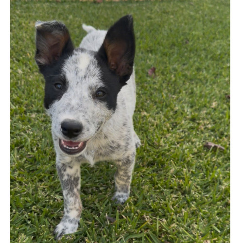 Rufus - Australian Cattle Dog
