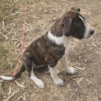 Photo of Molly