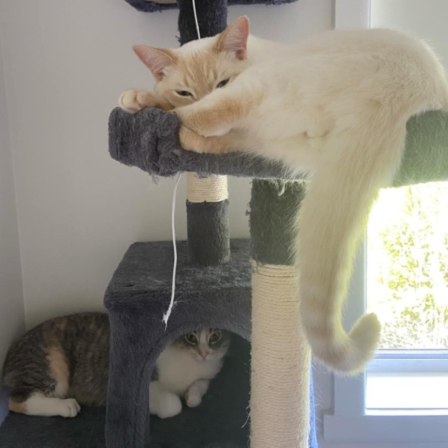 Photo of Pow & Lavender Haze