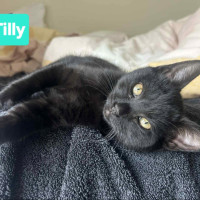 Photo of Milly & Tilly