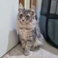 Photo of Tybalt