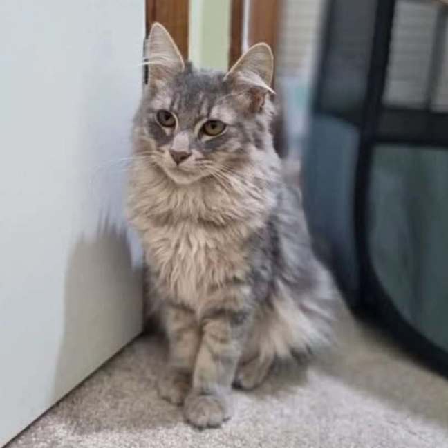 Photo of Tybalt