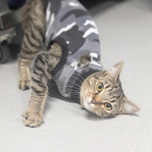 🌿 Dandelion 7403 🌿 - Domestic Short Hair (DSH) Cat