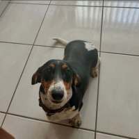 Photo of Badger