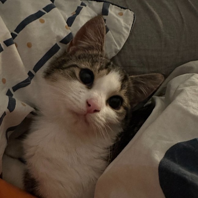 Photo of Gherkin **2nd Chance Cat Rescue**