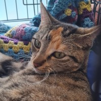Photo of Ember
