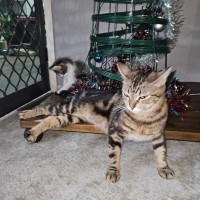 Photo of Debbie **2nd Chance Cat Rescue**