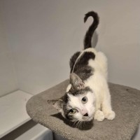 Photo of Rodger Federer ** 2nd Chance Cat Rescue **