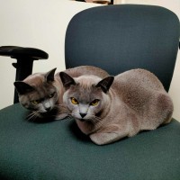 Photo of Nancy & Violet   In Foster Care In Avondale Height