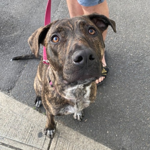 Lola - Staffordshire Bull Terrier Dog