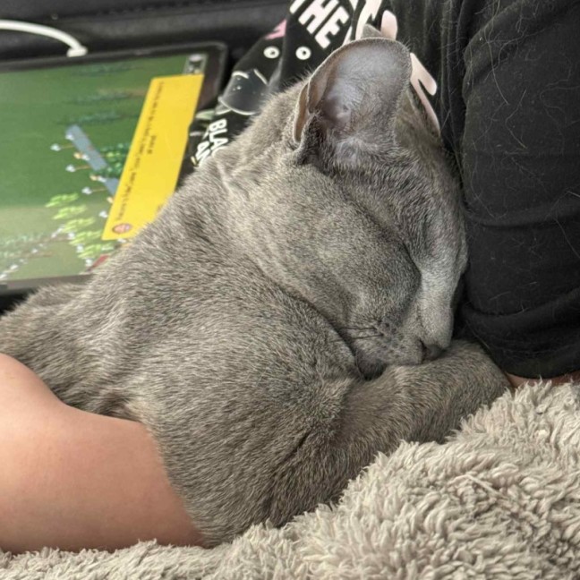 Photo of Skye 🦋🐈🐾