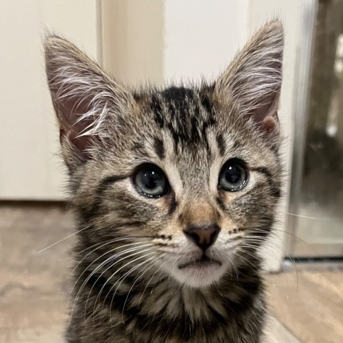 Bowman - Domestic Short Hair (DSH) Cat