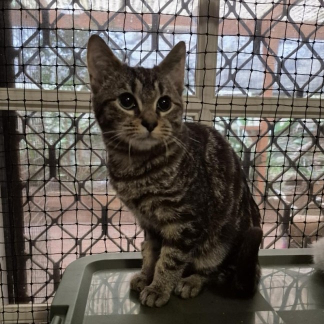 Photo of Novak Djokovic **2nd Chance Cat Rescue**