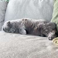 Photo of Benson ** 2nd Chance Cat Rescue**