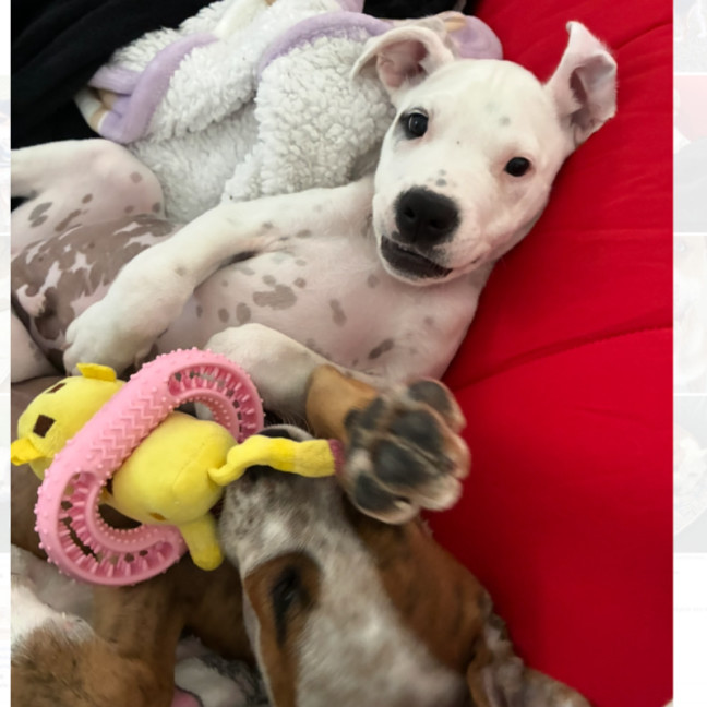 Photo of Snoopy