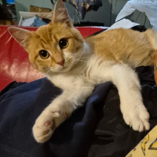 Photo of Peach