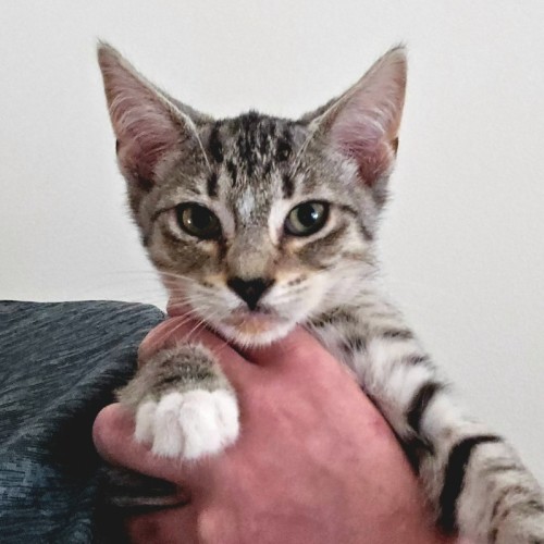 $250 Bacon - Domestic Short Hair (DSH) Cat