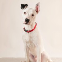 Photo of Conrad