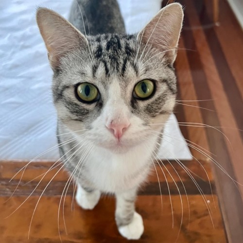 Max - Domestic Short Hair (DSH) Cat